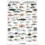 Arctic Fish & Shellfish