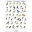 Birds of the Garden