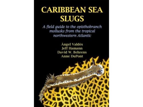 Caribbean Sea Slugs