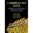 Caribbean Sea Slugs