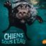 Chiens sous l'eau