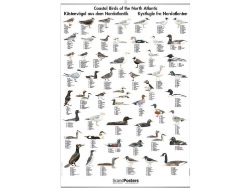 Costal Birds of the North Atlantic