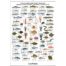 Fish and Shellfish