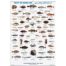 Fish of the Arabian Gulf
