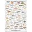 Fish of the Southern Seas