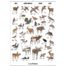 Game Animals