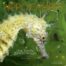 Hippocampes, une famille d'excentriques