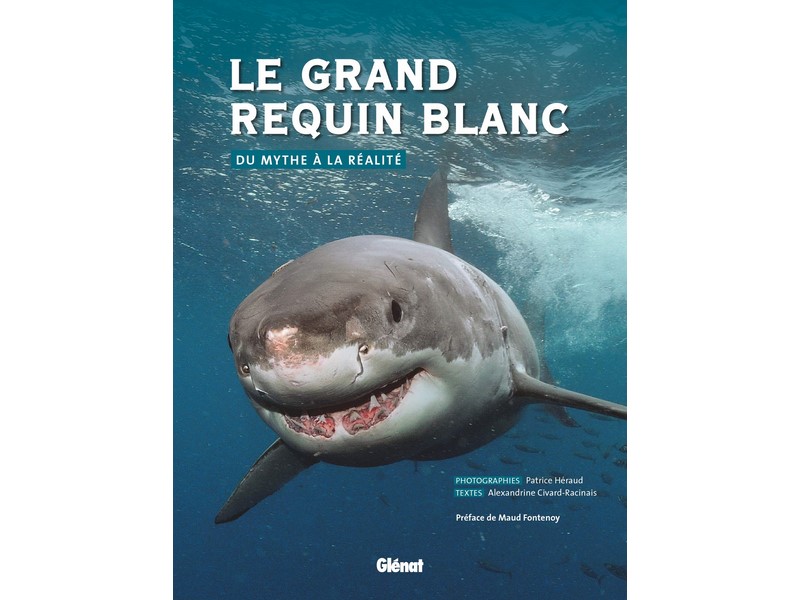 Le Grand Requin Blanc, du Mythe à la Réalité