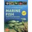 Marine Fish, Europe and Mediterranean - Identification Guide