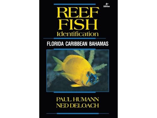 Reef Fish Identification - Florida, Caribbean, Bahamas
