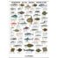 Sea Fish