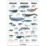 Whales