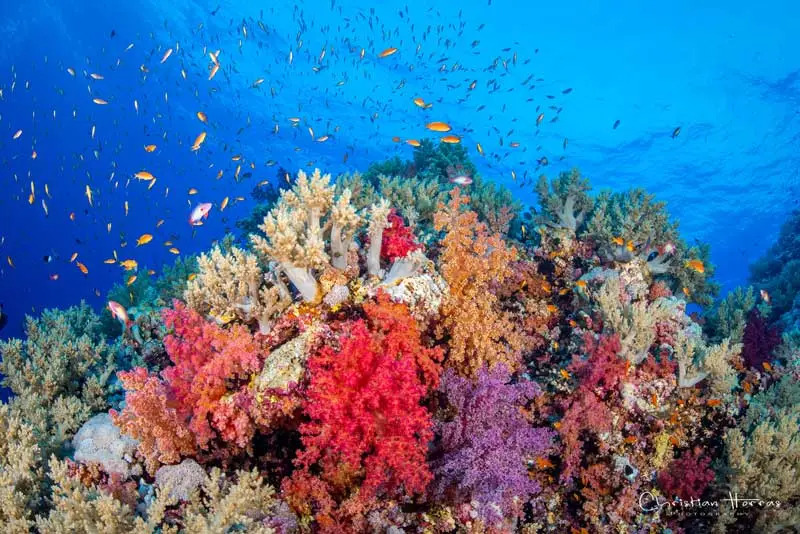 brothers island dive lyon Brothers Island - Dive Lyon