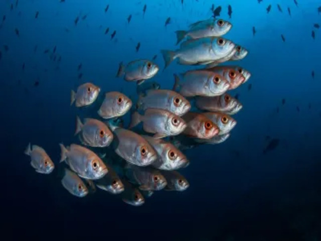 imgi 71 ebc90f51e98686971c6eed99482cddfc 400x253