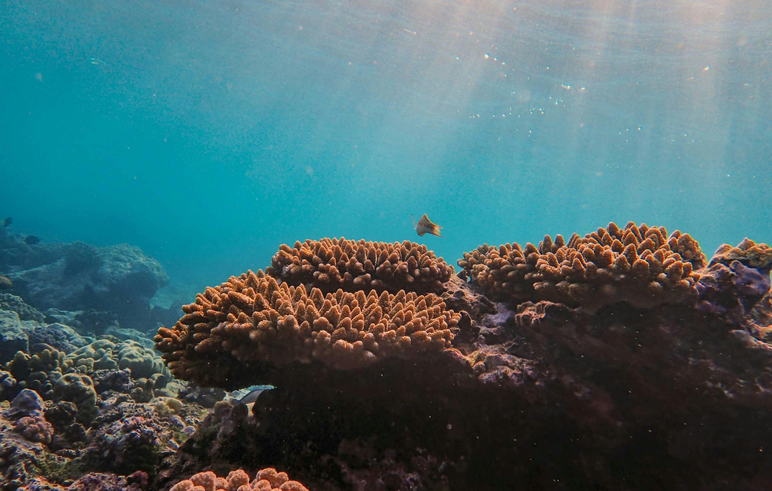 pexels francesco ungaro 17337977