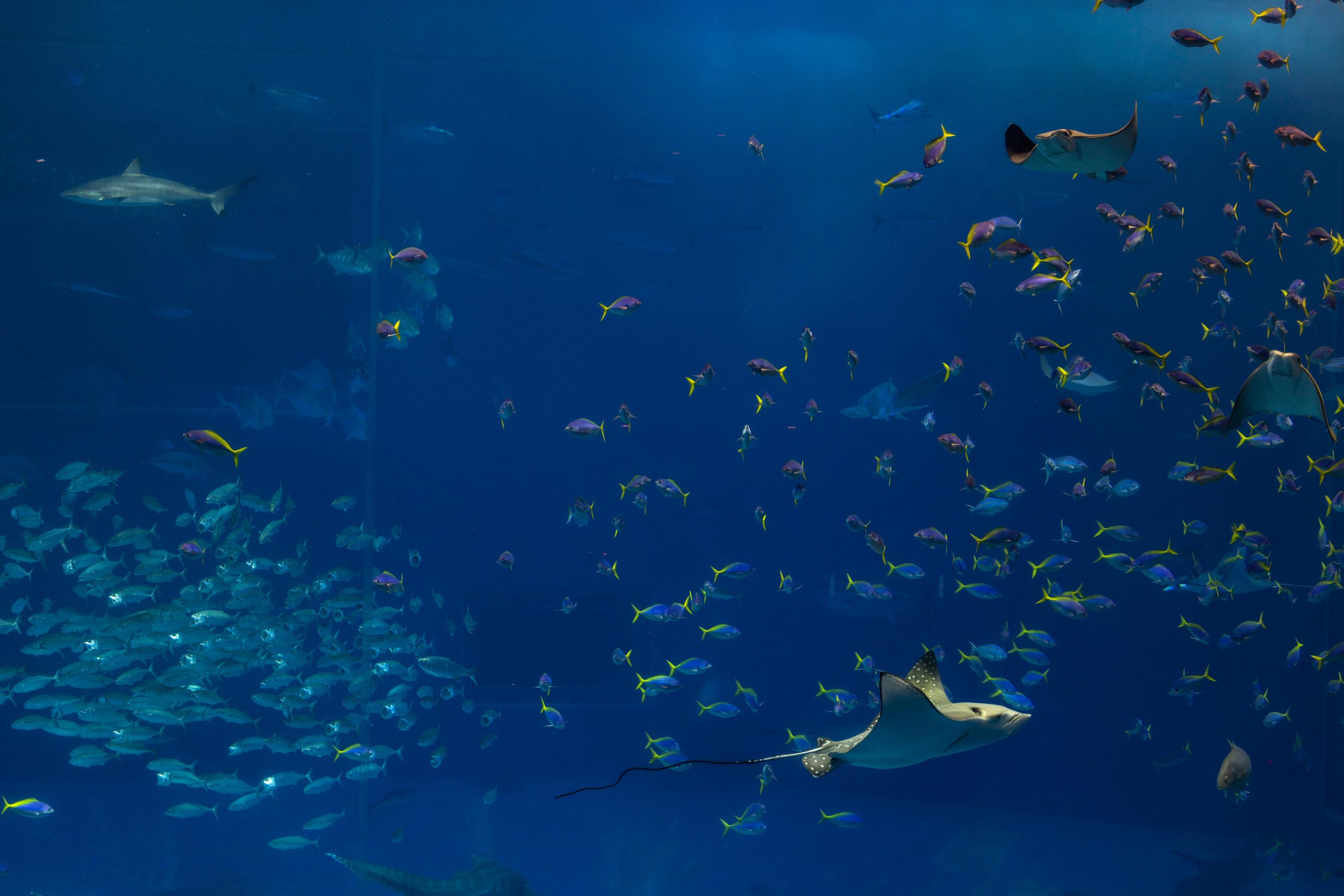 pexels balazsimon 16547612 pexels balazsimon 16547612