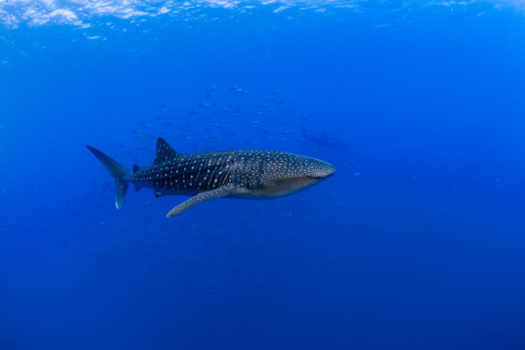 Duo de requin baleine
