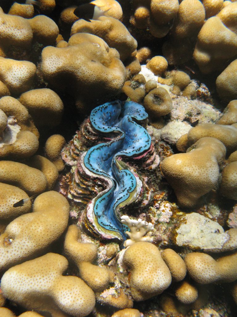 Benitier dans les abysses