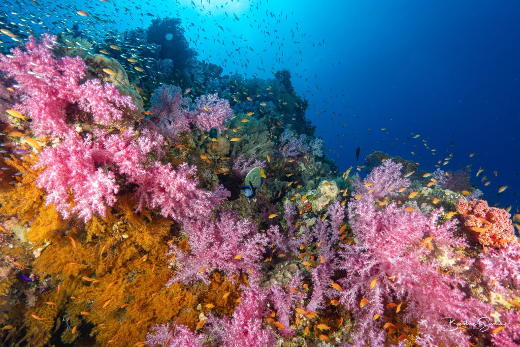 Explosion de couleurs et de vie en mer rouge