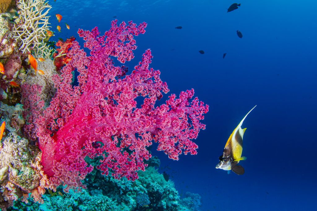 Alcyonaire et son cocher