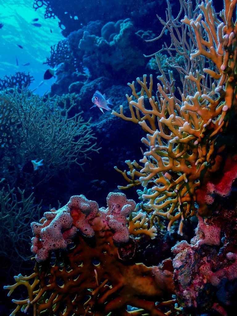 Au coeur du jardin corallien