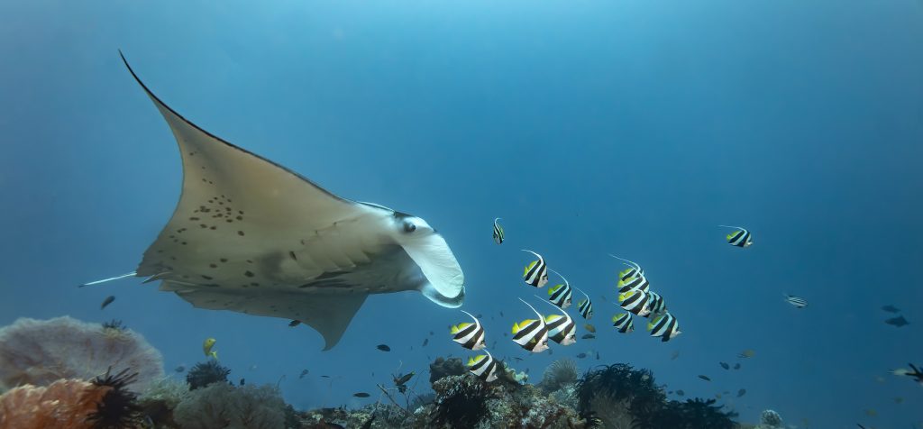 yeah! fouette, cocher !