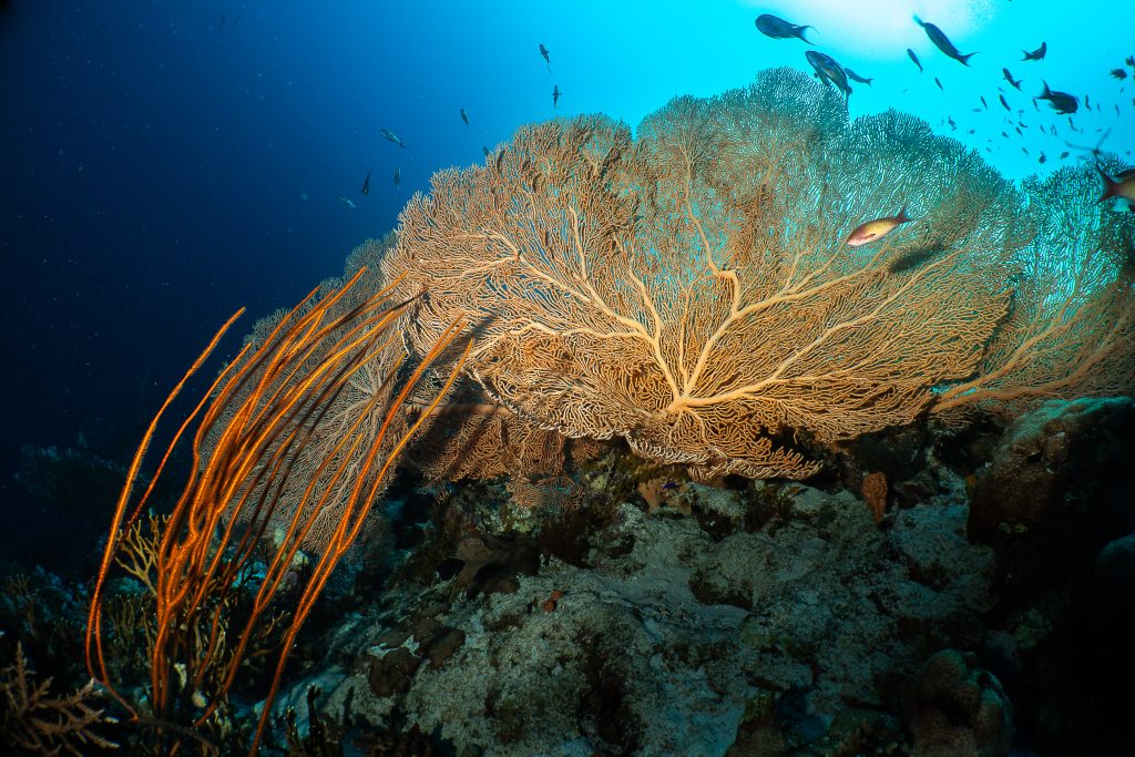Des profondeurs égyptiennes