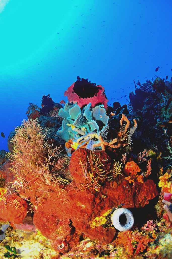 De la biodiversité à Komodo