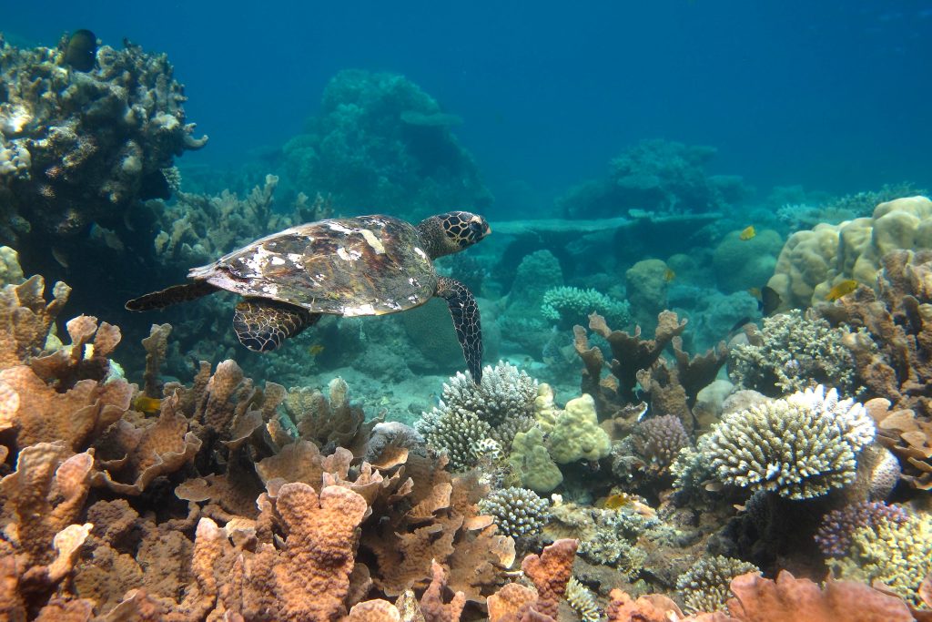 Dans son élément, une beauté des récifs