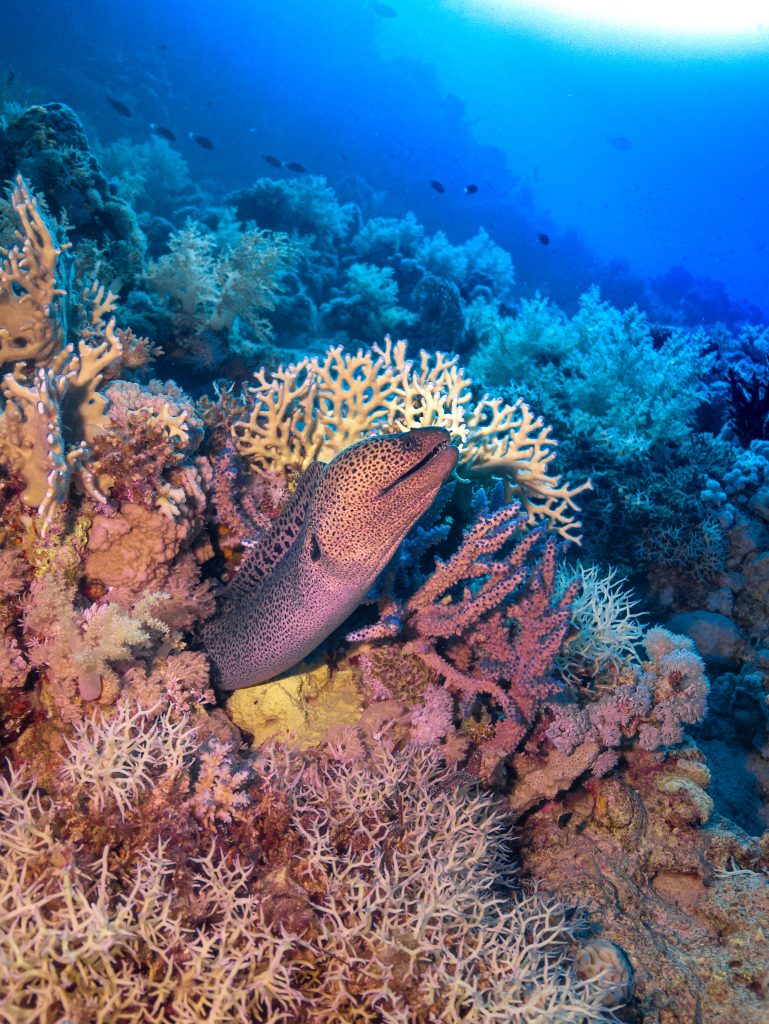 Gardienne de la Mer Rouge