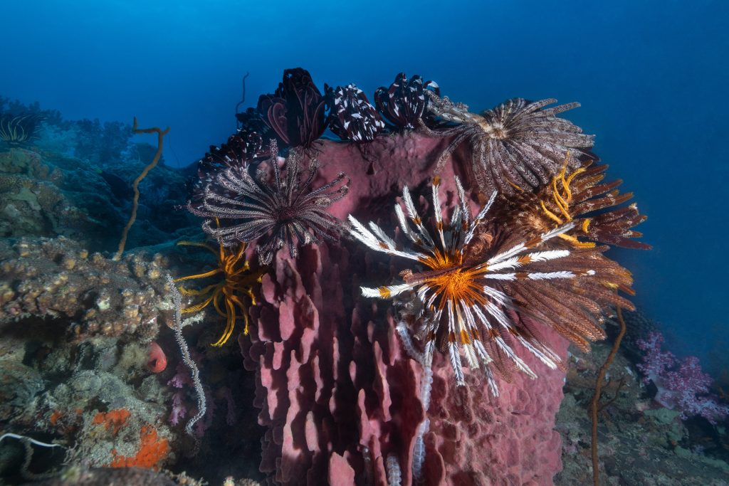 Éponge aux comatules