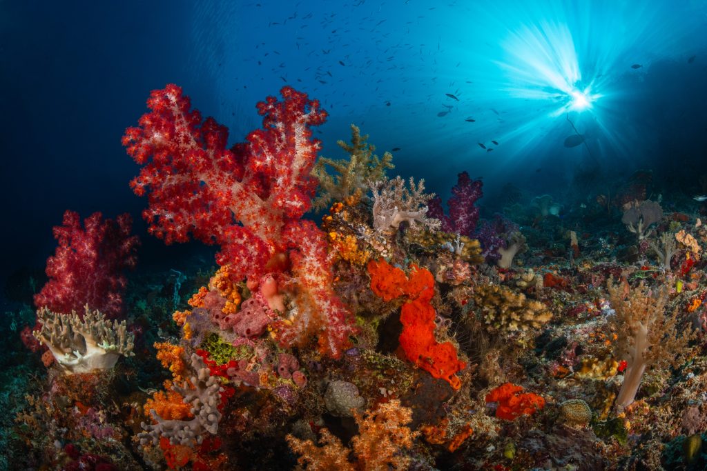 Arc en ciel sous marin
