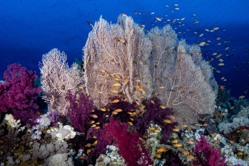 Cathédrale de couleurs