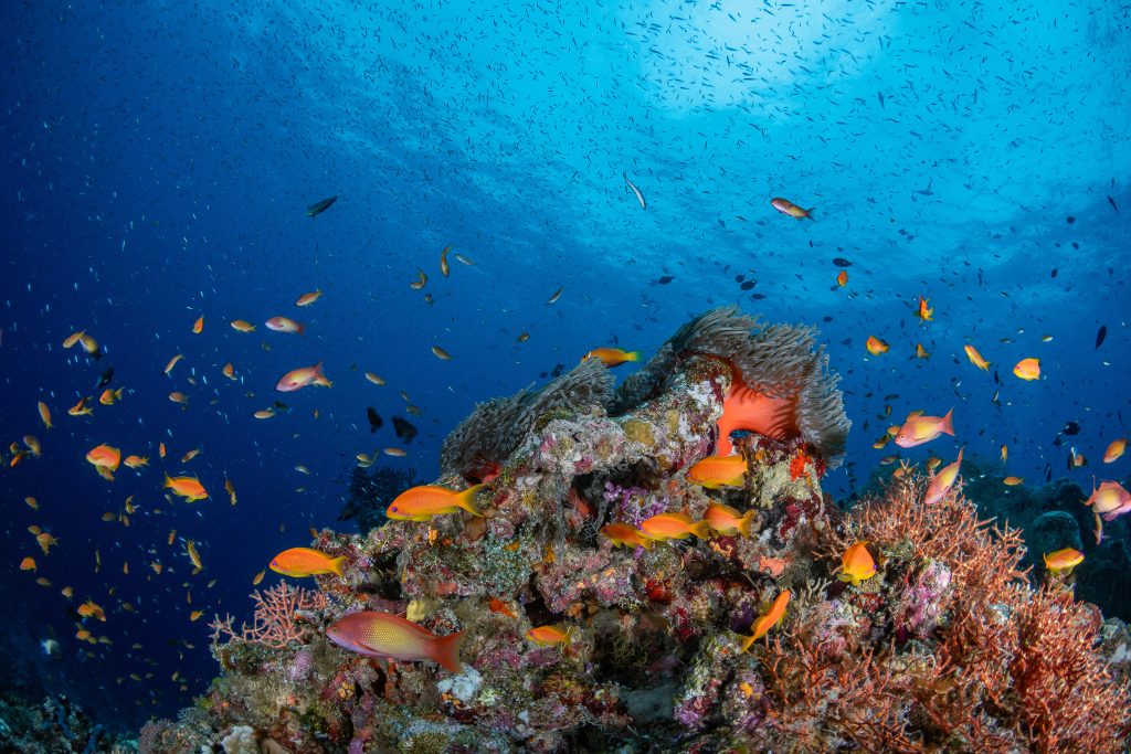 Vie récifale à foison
