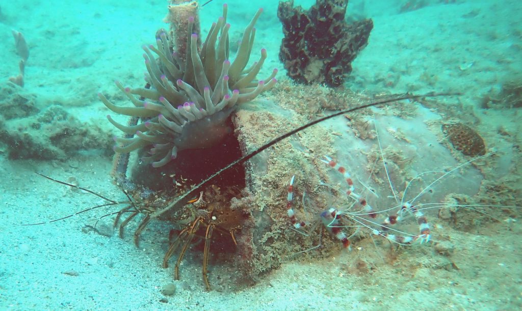 Anemone & crustacés