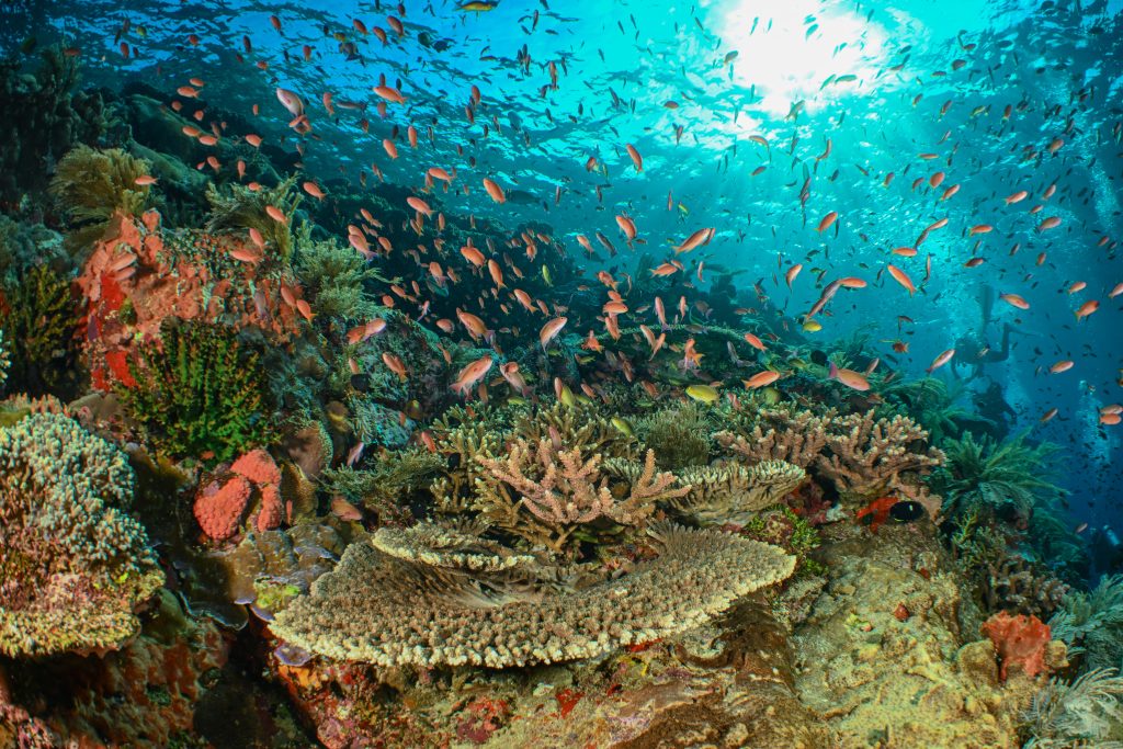 Le Jardin de L Océan