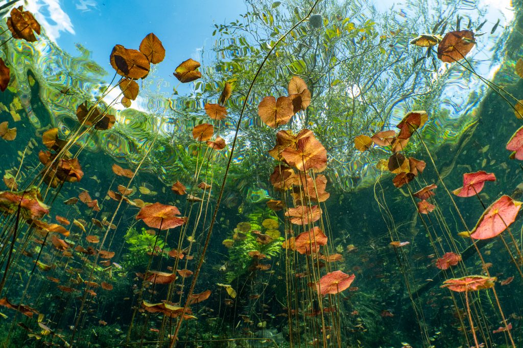 Les nénuphars de car wash