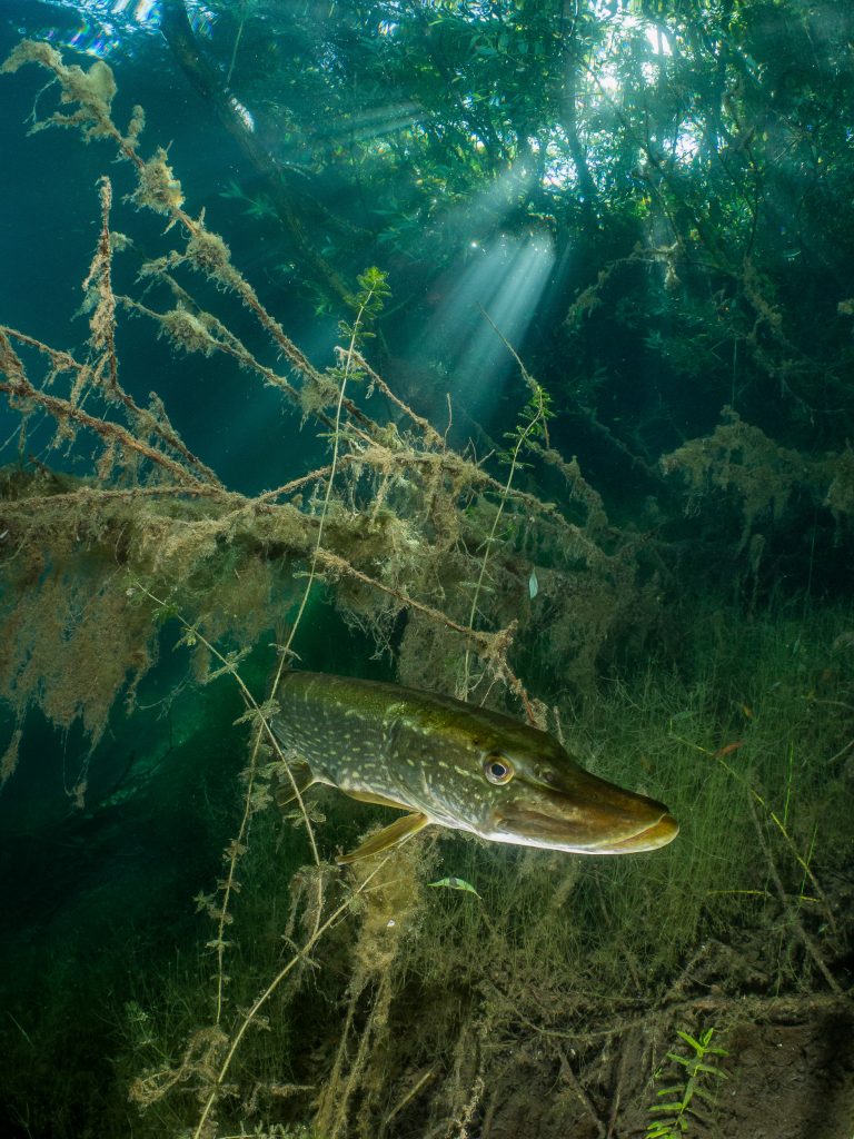 Le roi des gravières