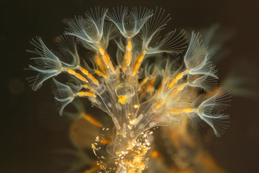 Lophopus crystallinus