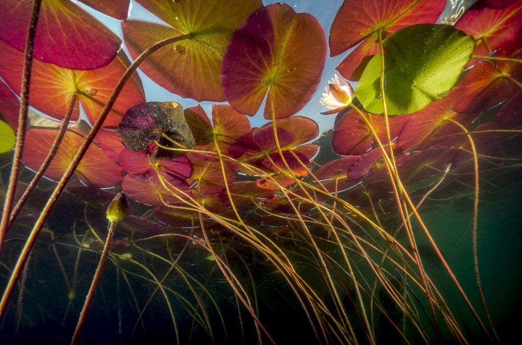 Le jardin sous l'eau