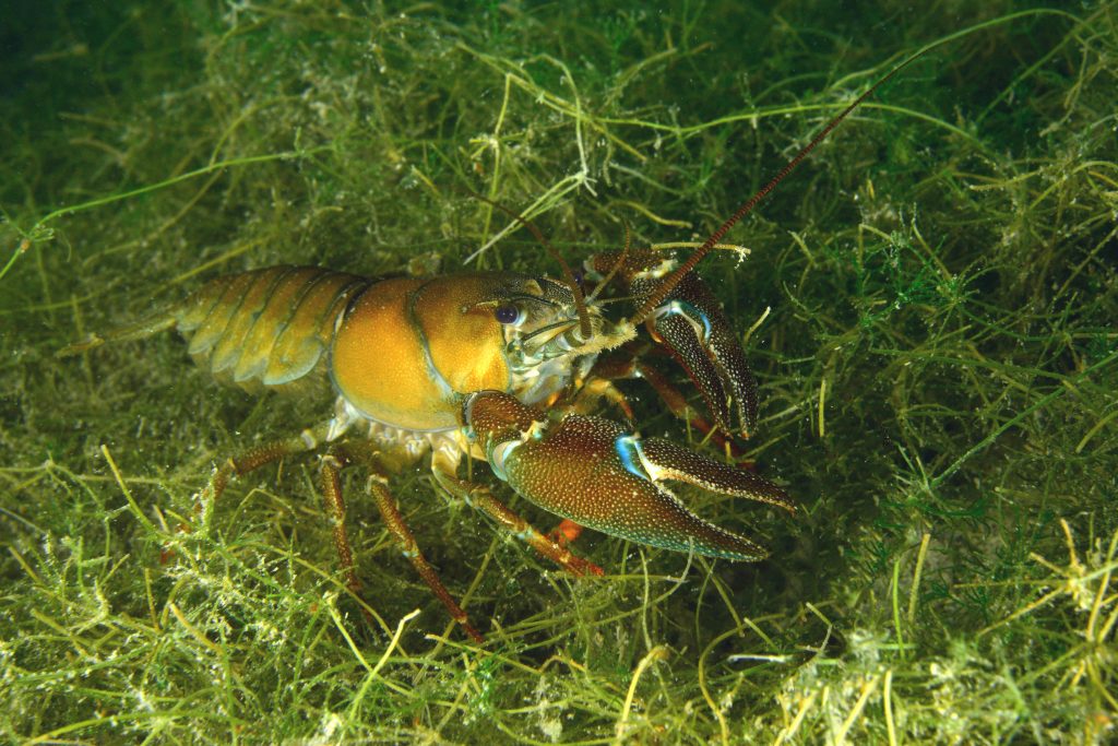 Une habitante du lac d'Annecy