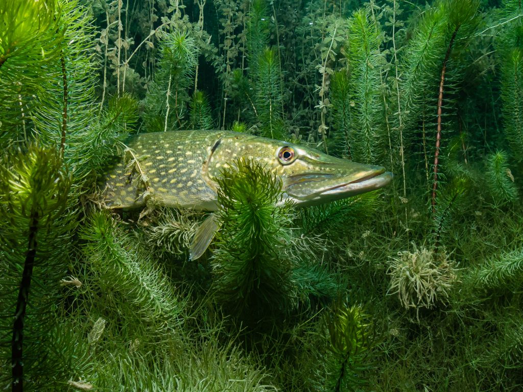 Un brochet à l'affut