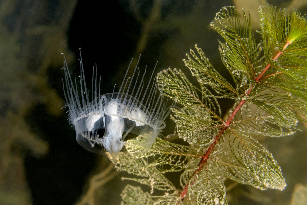 Craspedacusta sowerbii