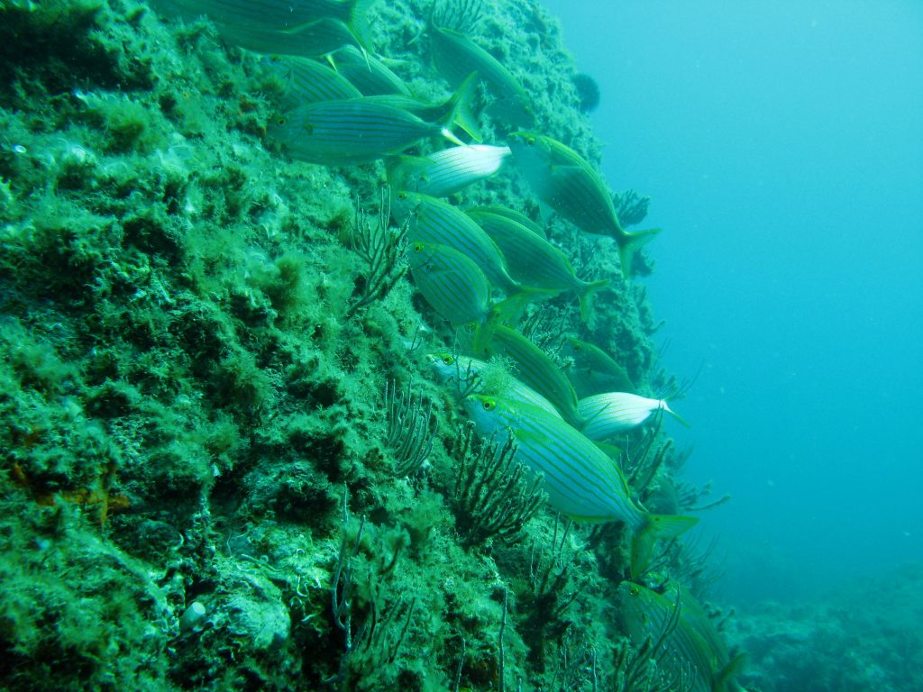 Repas végétarien de saupes
