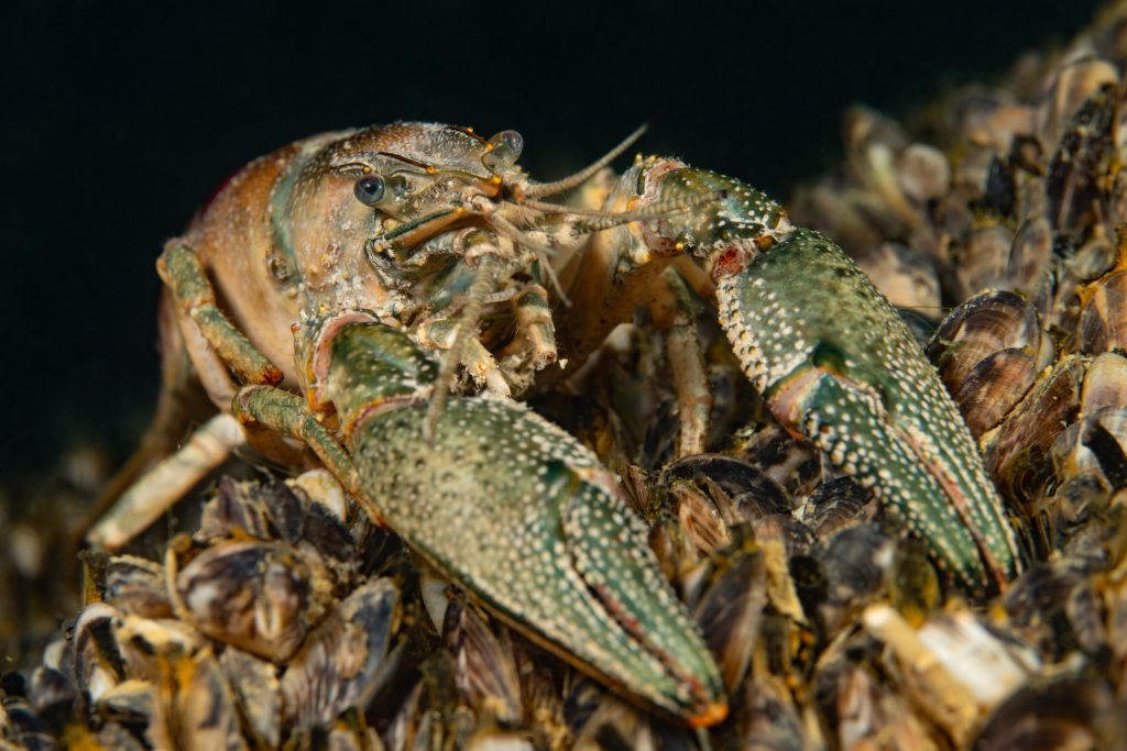 Habitants d'eau douce
