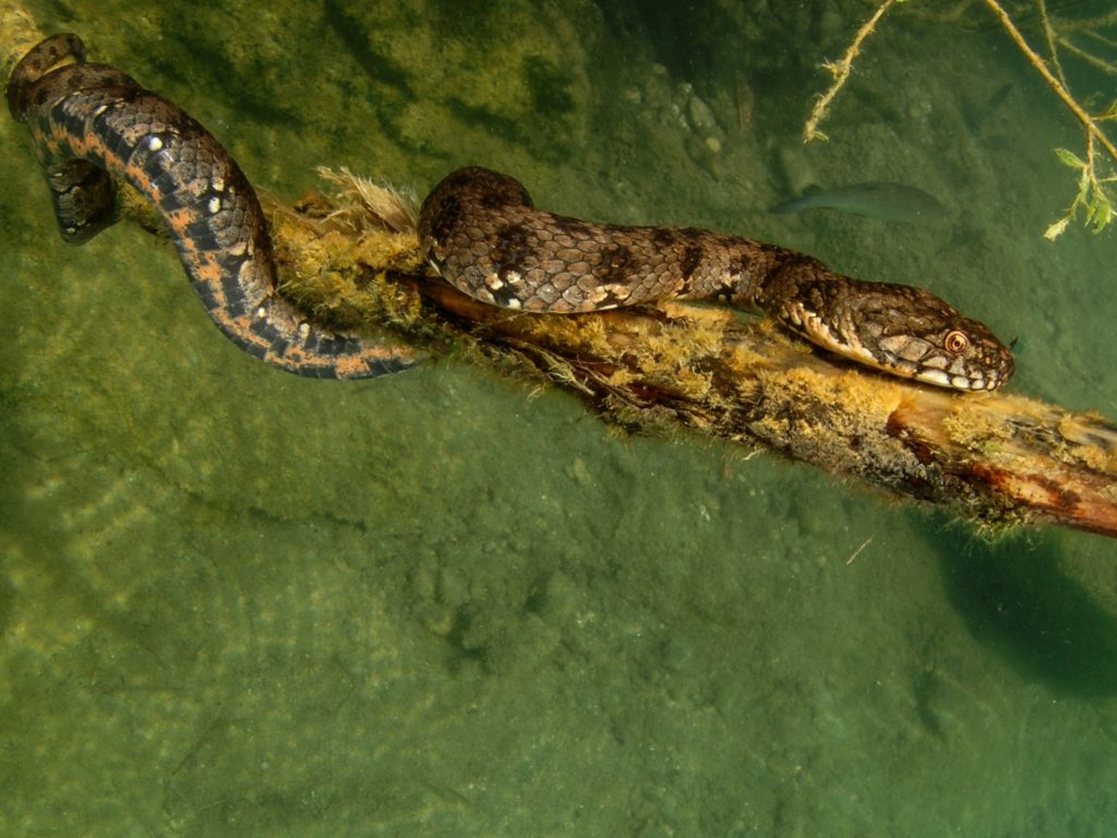 Souplesse en eau douce